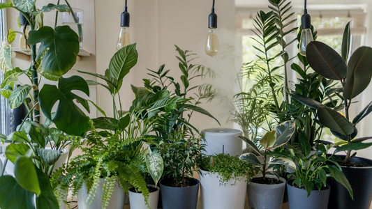 6 Indoor Plants That Elevate Your Mood and Improve Well-being in Winter