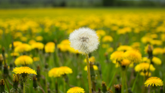 Dandelions: The Most Wonderful Weed on Earth